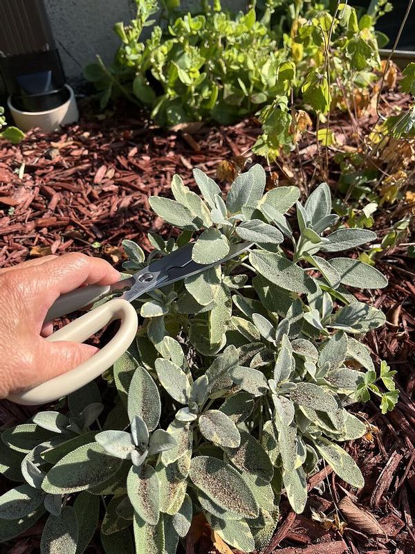 Customer photo for "Shear Genius Garden Tool"