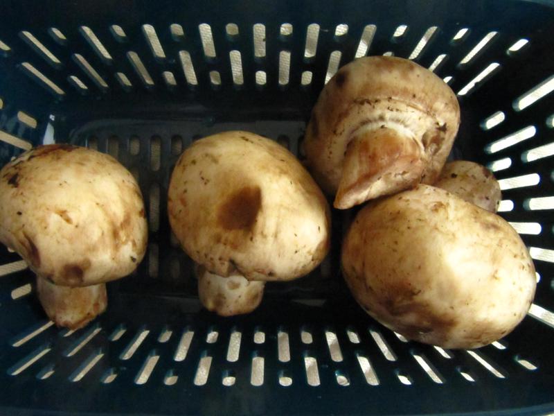 Four Mushroom Capacity