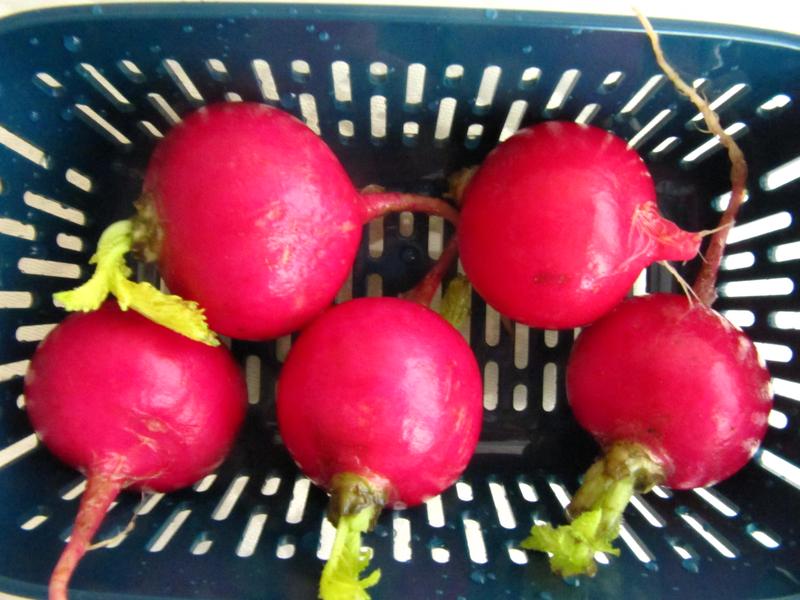 Five Radish Capacity