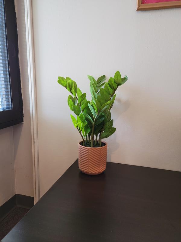 allen + roth 18-in Terracotta Indoor Zamioculcas Zamiifolia