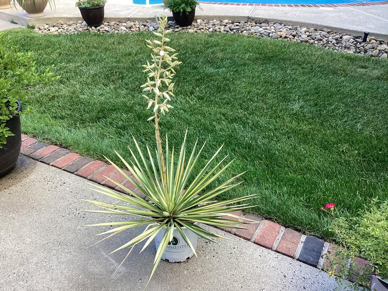 2.25 -Gallon Color Guard Yucca Accent Shrub 1 -Pack in the Shrubs
