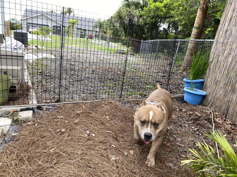 Lowe's dog hot sale fence