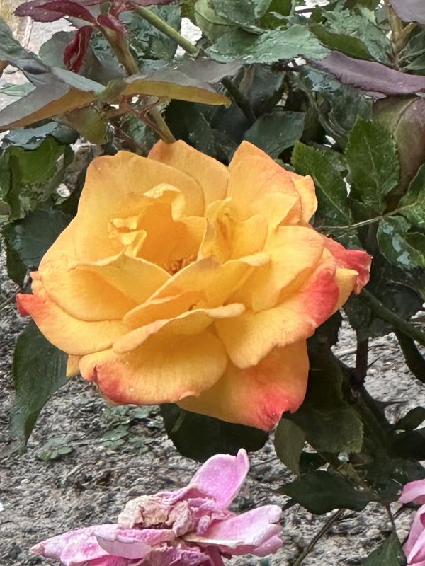 Lowe's Rose Shrub in 2.25-Gallon (s) 62163FL at Lowes.com
