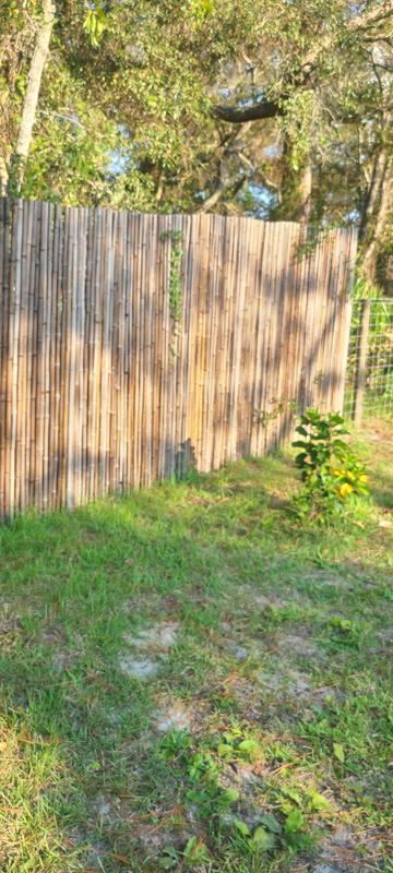 Backyard X-Scapes 16-ft x 6-ft 0.75-Gauge Brown Wood Bamboo