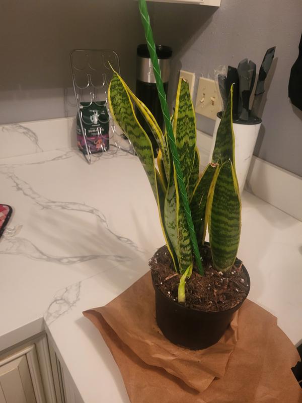 is a zz plant a succulent Zamioculcas Zamiifolia 'Zenzi' (Dwarf ZZ Plant)