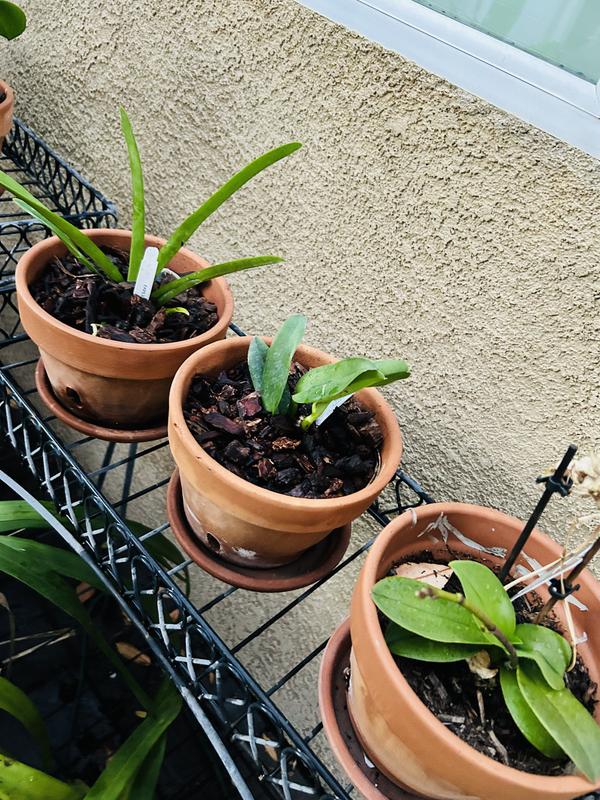 Better-Gro Vanda Orchid House Plant - Mixed Bloom Color Family