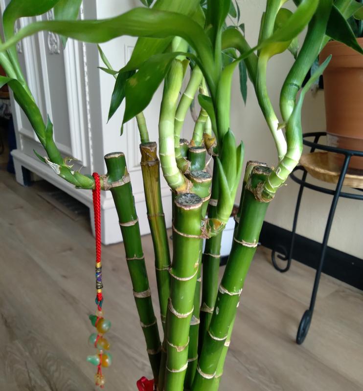 Costa Farms Set Of 10 Lucky Bamboo Stalks House Plant in 15-in  S-LBS---0-10-LW at Lowes.com