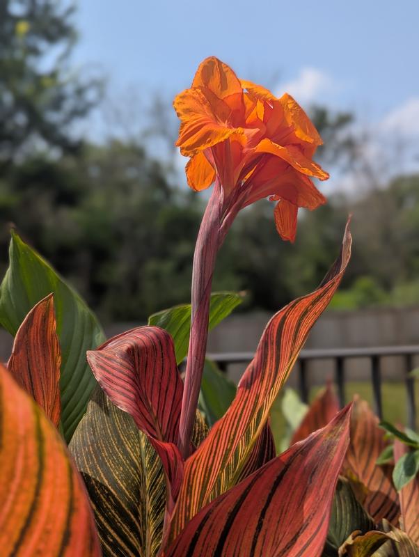 Red Canna Lily Plant in 1-Gallon Pot 1109 at Lowes.com