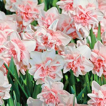 Lowe's Multicolor Daffodil Bulbs (L17330) Pot 2.5-Quart in the Plant Bulbs  department at