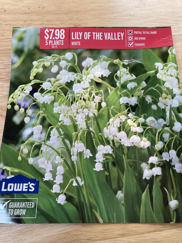  Lily of The Valley Bulbs for Planting - Stunning White Weeping  Flowers - Fresh Leucojum Bulbs to Grow (10 Bulbs) : Patio, Lawn & Garden