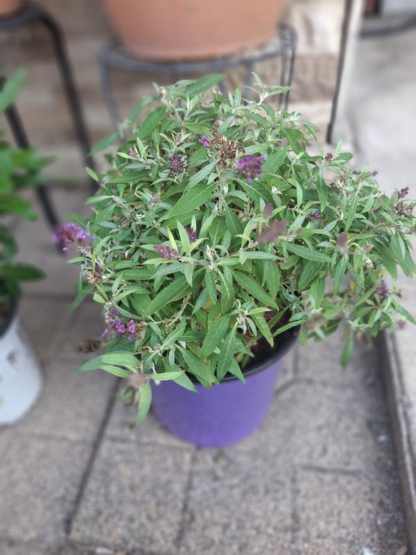 Butterfly Candy 1.5 -Gallon Lil' Grape Butterfly Bush Flowering Shrub ...