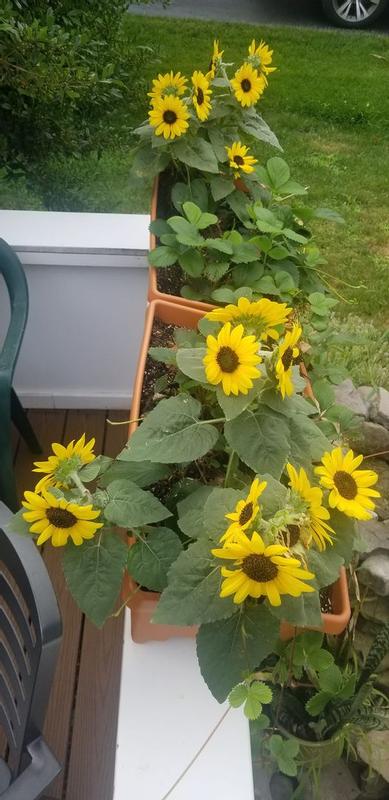 Metrolina Greenhouses Yellow Sunfinity Sunflower in 2.5