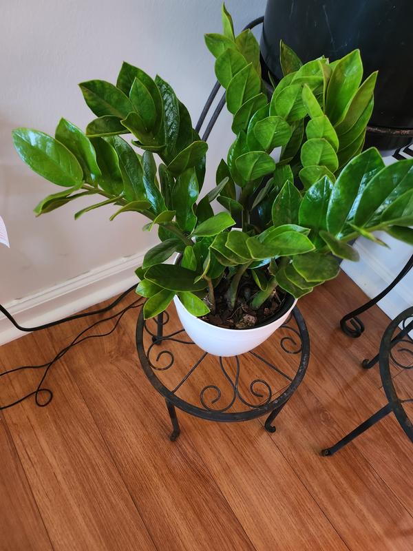 U*a様 plants by the core CR-03 United Nursery ZZ Plant 6 in Grower Pot - Low Maintenance