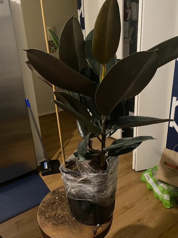 succulants Succulent – Liberty Landscape Supply main image 0
