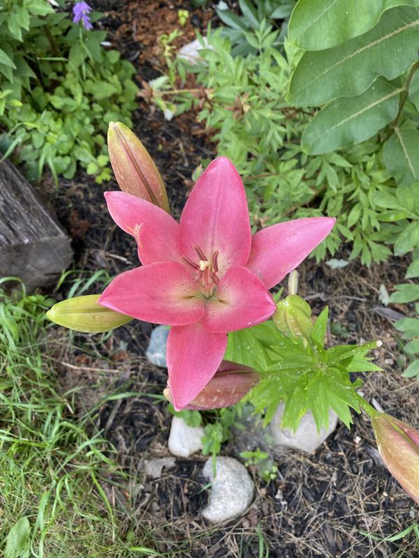 Van Zyverden White Lilies Eyeliner Bulbs Bagged 7-Count - Fast