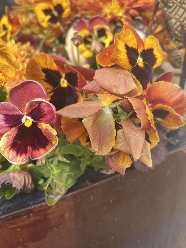 Lowe's Multicolor Pansy in 2.5-Quart Pot in the Annuals department