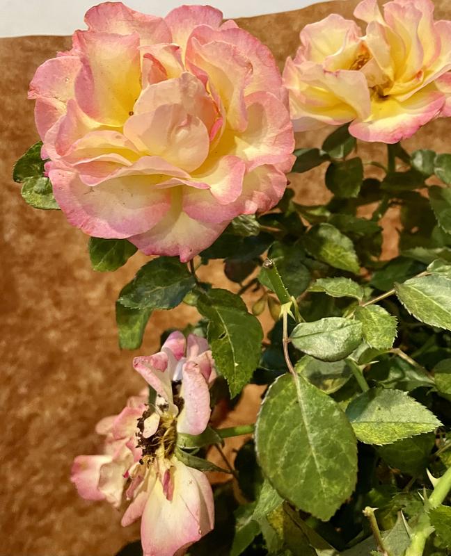 Altman Plants Pink True Bloom True Serenity 8-Quart in Pot 0881519 at ...