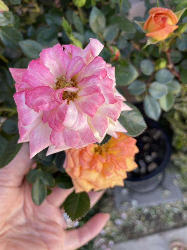 Lowe's Multicolor Rose Flowering Shrub in 2.25-Gallon Pot 5328522 at ...