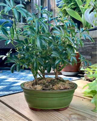 Hawaiian Umbrella (Schefflera Arboricola) Indoor Bonsai - Brussel's Bonsai