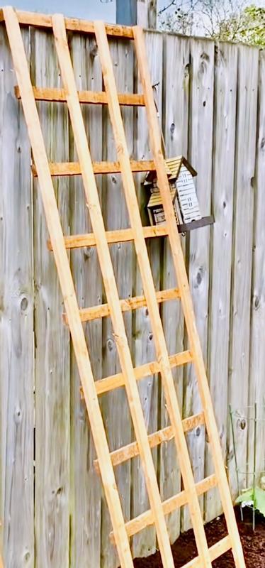 lucky bamboo modesto Live Lucky Bamboo 18” Plants – Houseplants New York LLC main image 0