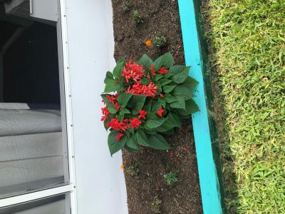 2 5 Quart Multicolor Dragon S Breath Celosia In Pot L In The Annuals Department At Lowes Com