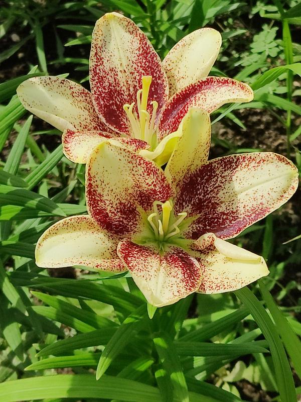 【Lily】 Van Zyverden's Lily Tribal Kiss (Set of 4 Dormant Bulbs