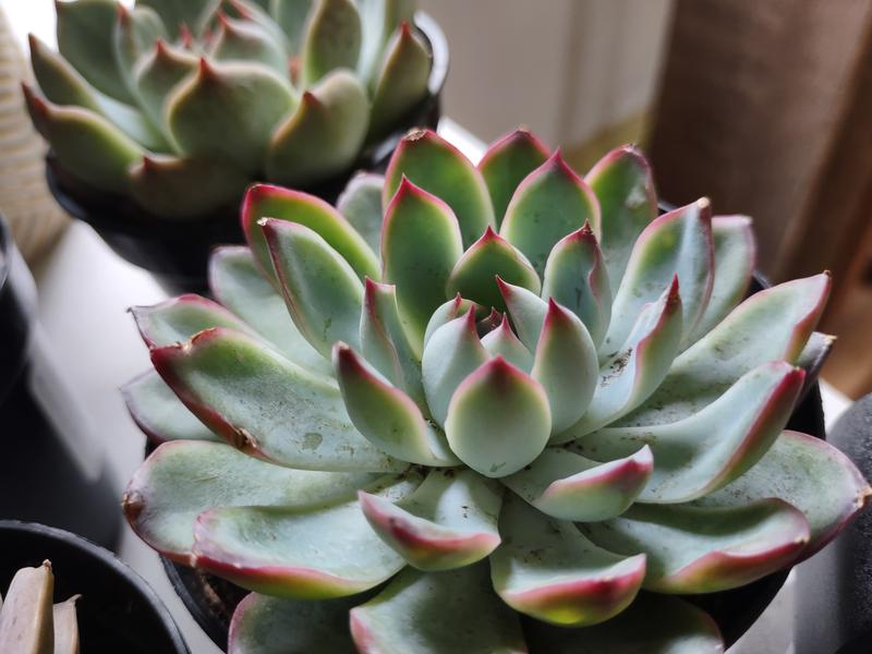 Altman Plants 3-Pack Echeveria Succulent in 11-oz Pot 0881005 at