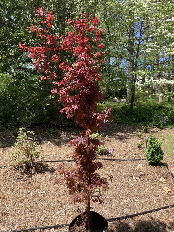 maplay様 Buy Acer palmatum 'Twombly's Red Sentinel' Columnar Japanese