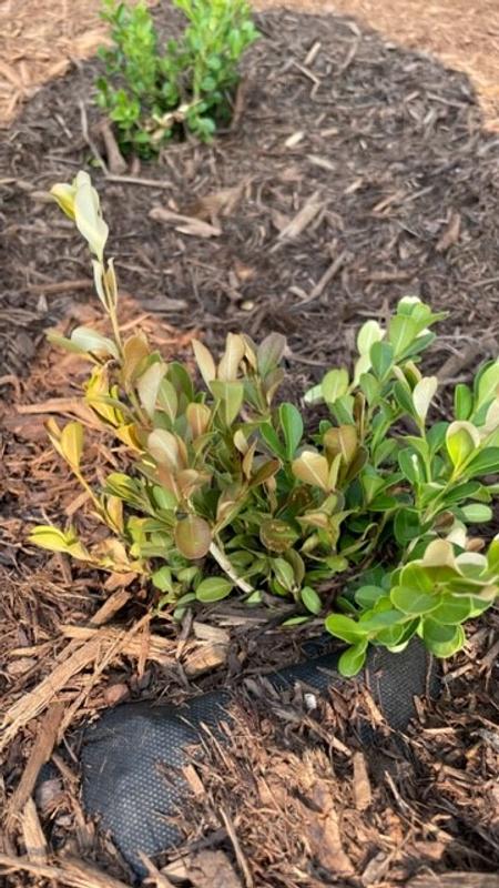 Altman Plants Japanese Boxwood Foundation/Hedge Shrub in 2.5