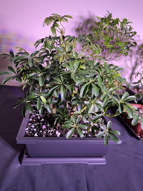 Brussel's Bonsai 8-in Feature Dwarf Hawaiian Umbrella Tree In Pot (With ...