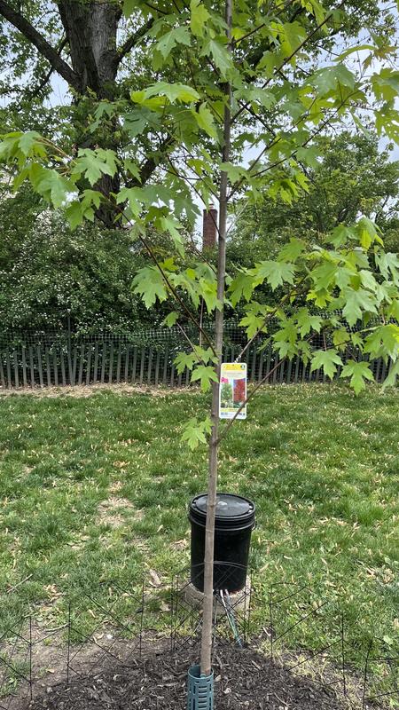 9.64 -Gallon Autumn Blaze#174 Maple Pot in the Trees department at ...