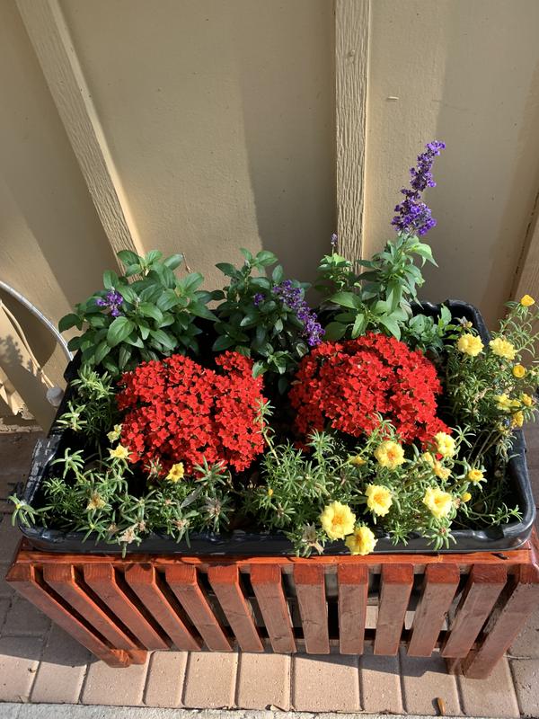 Lowe's 1 -Gallon Endless Summer#174 summer crush#174 Bigleaf