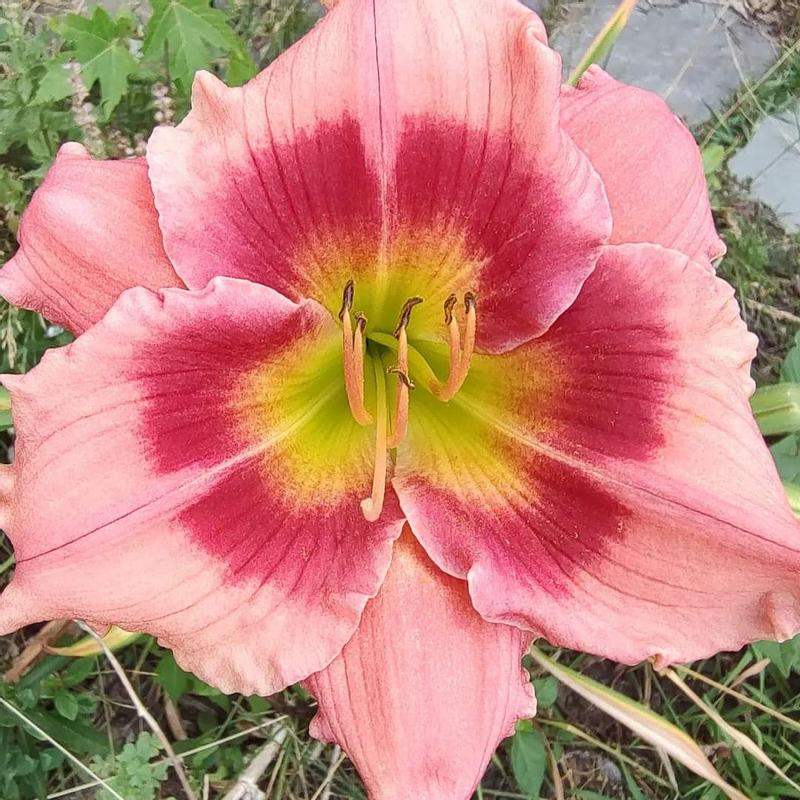 Van Zyverden Multicolor Daylilies Kitchen Sink Breeder's Mixture Bulbs  Bagged 12-Count in the Plant Bulbs department at