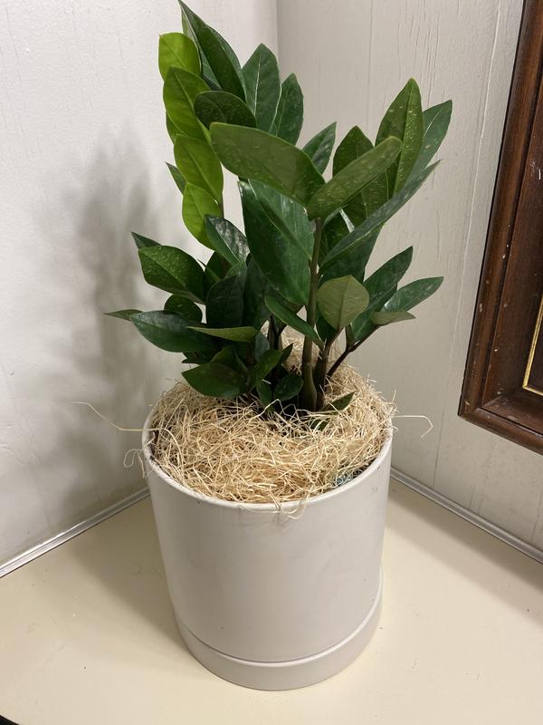 Greendigs Zz Plant House Plant in 7-in Pot VB25004 at Lowes.com