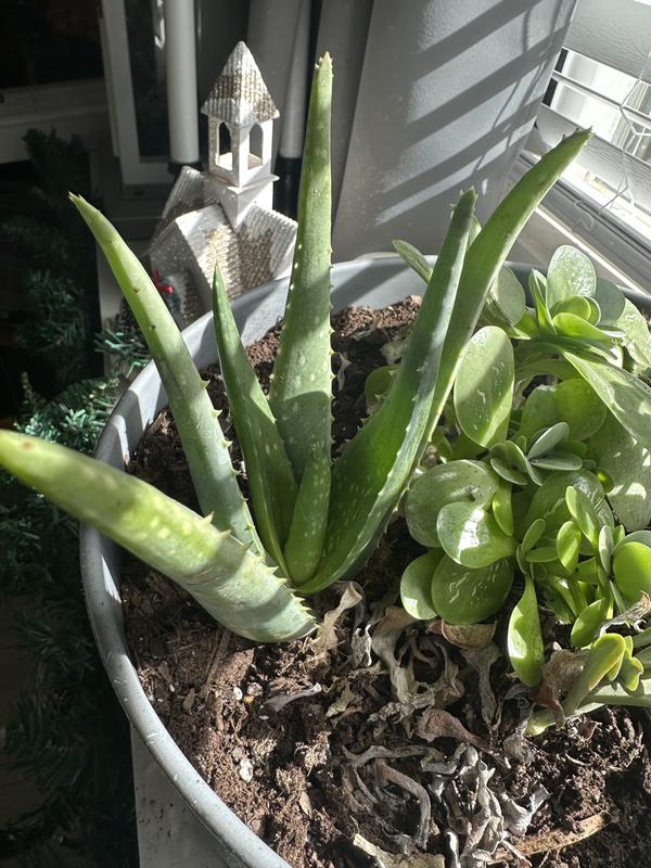 Altman Plants 3-Pack Aloe Vera in 11-oz Pot 0881031 at Lowes.com