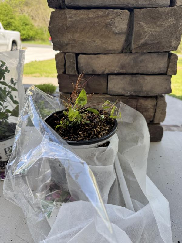 Proven Winners Pink Mink Clematis Flowering Shrub in 1-Gallon Pot
