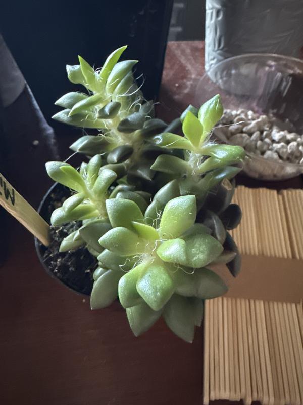 Lowe's 1 -Pack Mimicry Plant in 4 -oz Pot in the Succulents department at  Lowes.com