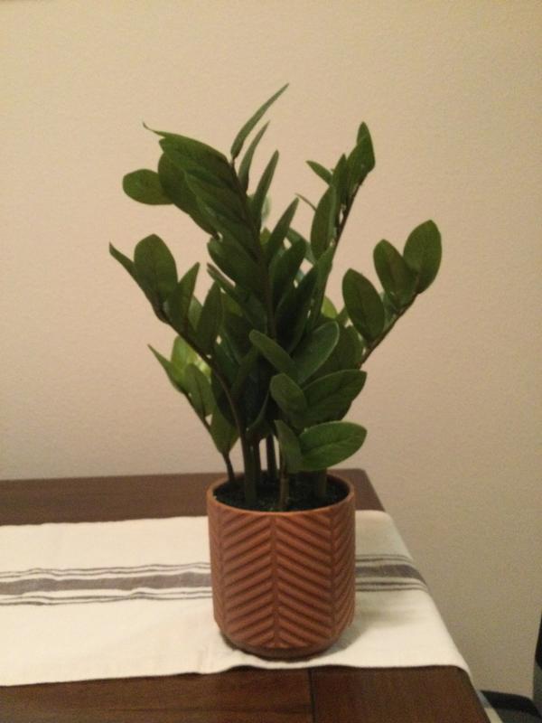 MIA❁ allen + roth 18-in Terracotta Indoor Zamioculcas Zamiifolia