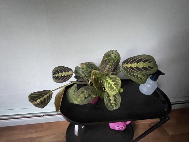 black raven zz plant for sale Black ZZ Plant (Zamioculcas Zamiifolia ‘Raven’) main image 1