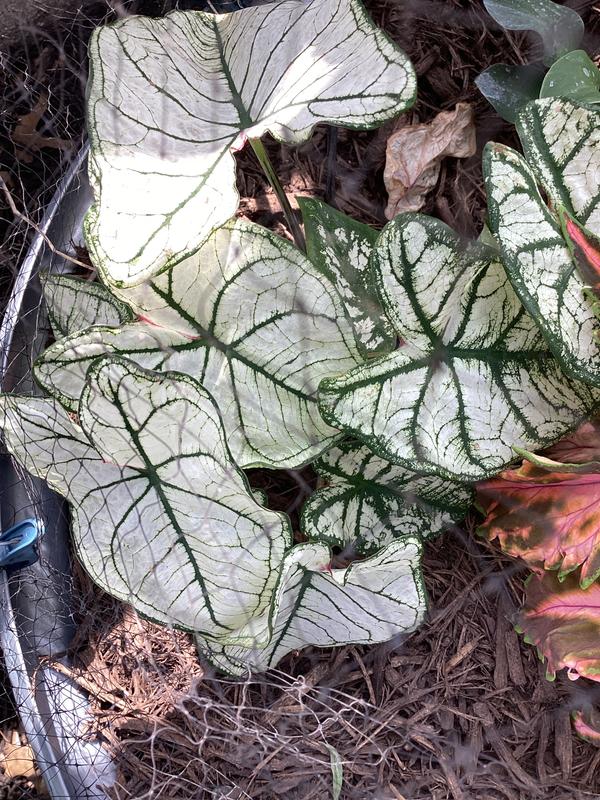 Lowe's 1.56-PT CALADIUM SNW DRFT HTH PW in the Annuals department at ...