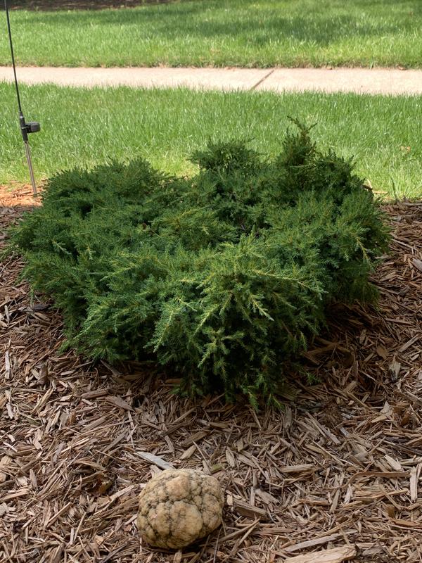 Monrovia Daub's Frosted Juniper Foundation/Hedge Shrub in 3.58-Gallon ...