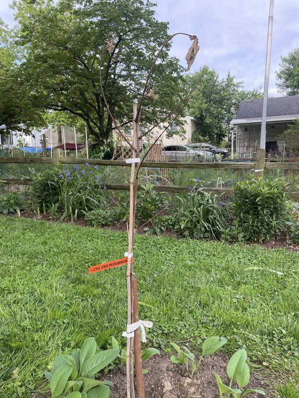 Lowe's Fuyu Persimmon Tree (Diospyros kaki 'Fuyu') - Medium Growth Rate,  Full Sun, Fruit-Bearing, Ornamental Tree in the Fruit Plants department at