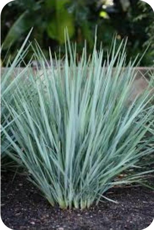 Monrovia Little Rev Flax Lily P18504 Plant in 1-Gallon Pot 098271S