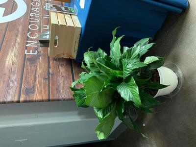 Lowe's White Sensation Peace Lily House Plant NURSERY at Lowes.com