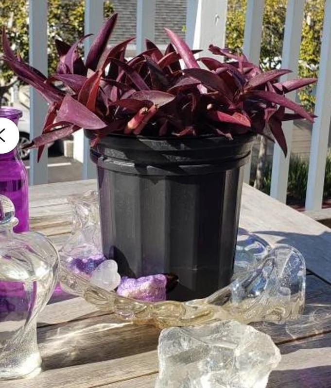 Lowe's 2.50 Quart(s) Pink Purple Queen 1 -Pack - Low Maintenance in the  Annuals department at Lowes.com