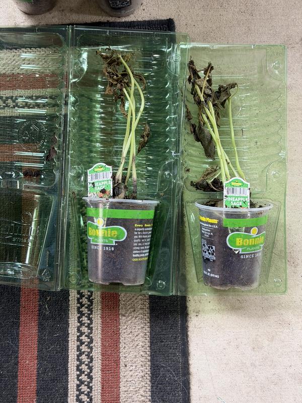 san pedro trichocereus cactus Trichocereus Hybrid Variety Packs