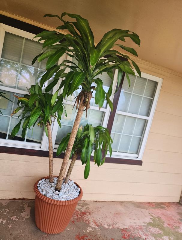 Costa Farms Dracaena Fragrans Mass Cane House plant in 10 Inch(es) Pot 1.0  -Pack in the House Plants department at Lowes.com