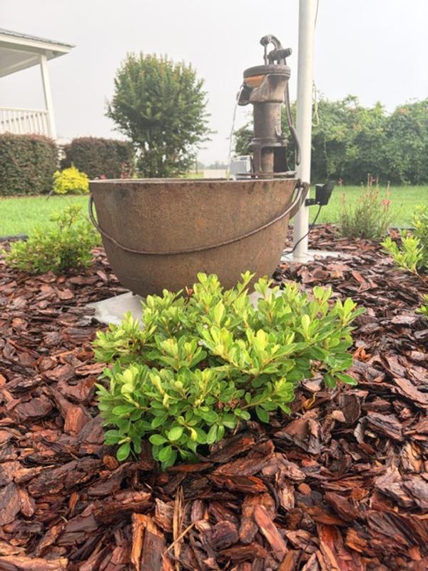 Encore Azalea White Autumn Angel Azalea Flowering Shrub in 1
