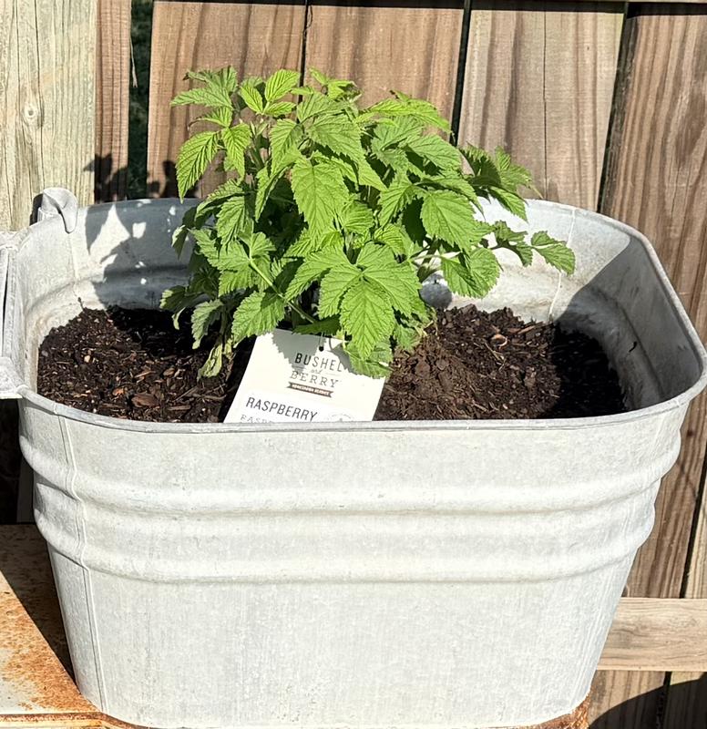 raspberry plants in pots Raspberry Bed (7.25