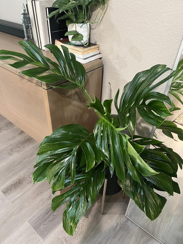 philodendron erubescens red Philodendron erubescens 'New Red' – Red-Stemmed Climbing Hybrid
